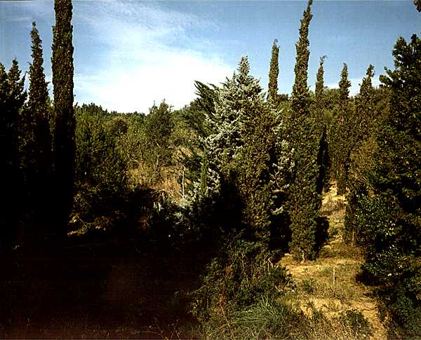 Photographies inédites de Bustamante