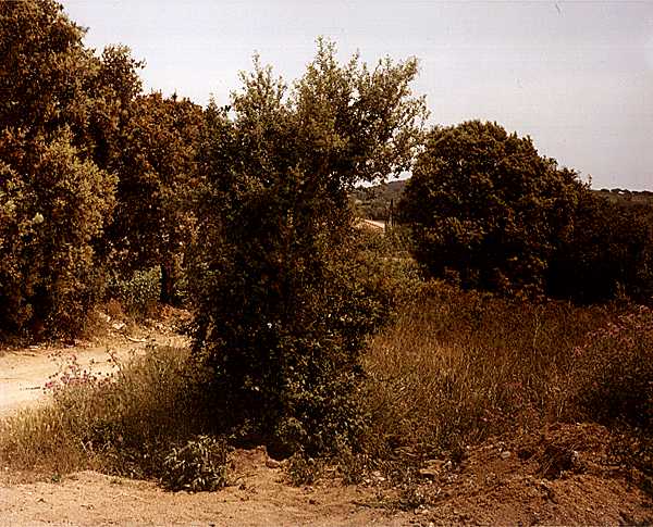 Photographies inédites de Bustamante