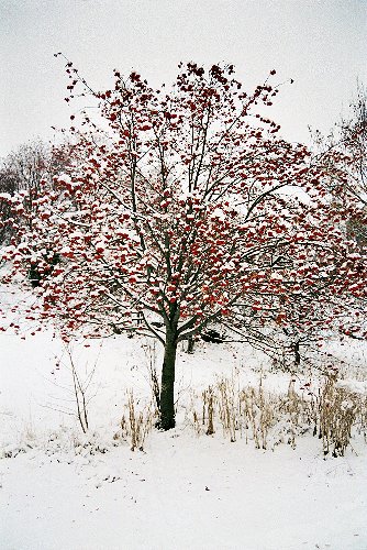 Anni Leppälä