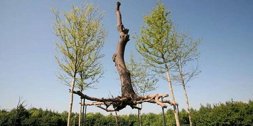 Penone au parc du Château de Versailles