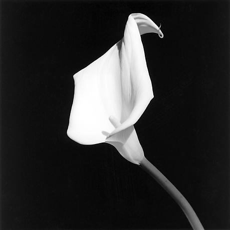 Mapplethorpe