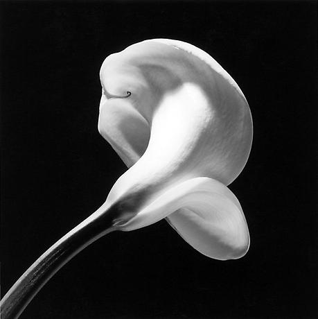 Mapplethorpe