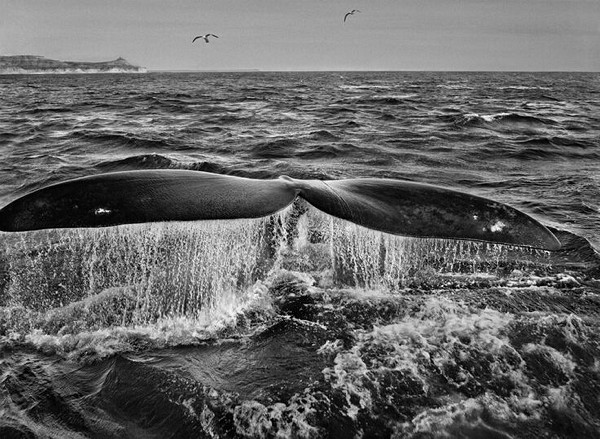 Sebastião Salgado