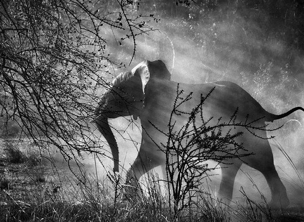 Sebastião Salgado